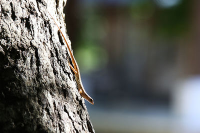 Close-up of lizard on tree trunk