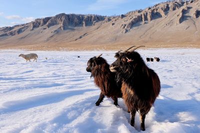 Horse on snow field against sky