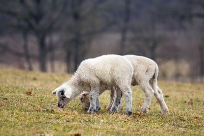 Sheep grazing in a field