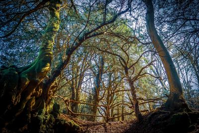 Low angle view of trees in forest against sky