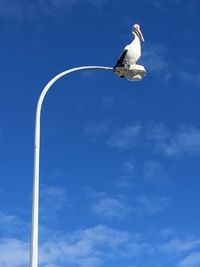 Low angle view of seagull flying against blue sky