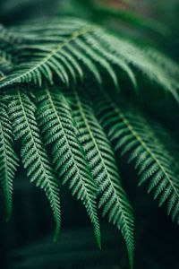 Close-up of fern leaves