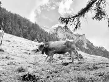 Cow standing in a field