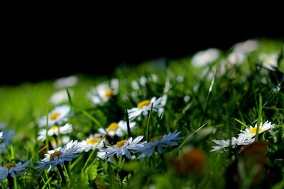 Close-up of white flowers