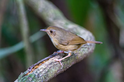 A female of bird abbott's babbler beautiful brown bird perching on branch in nature of thailand.