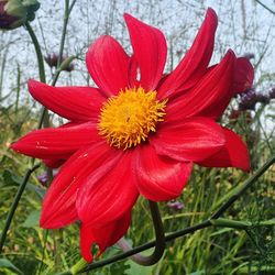 Close-up of red flower