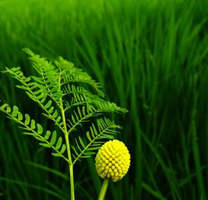 Close-up of fern growing on field