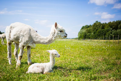 Young alpaca relaxing on grassy field