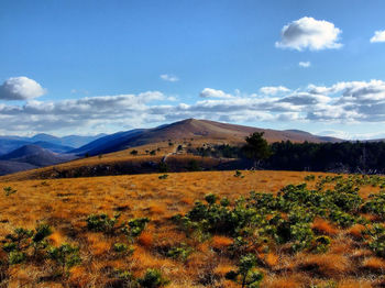 Scenic view of field against sky