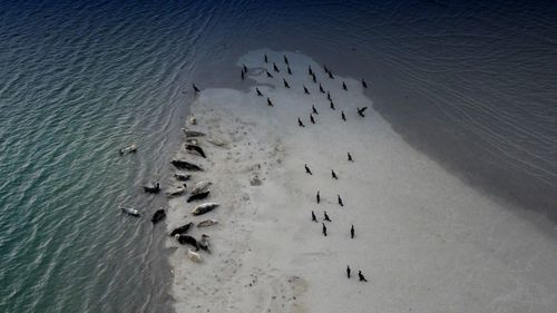 Seals and birds, wildlife.