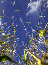 Low angle view of flowering plants against blue sky