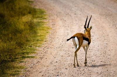 View of horse on dirt road