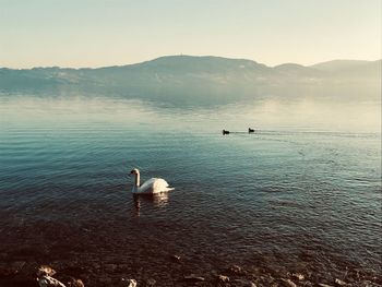 View of swans swimming in lake