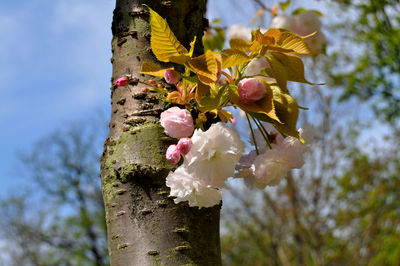 Close-up of cherry blossom tree