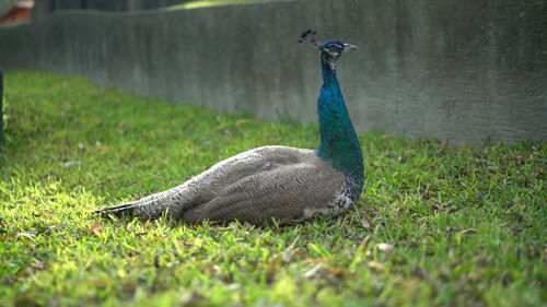 Side view of a bird on field