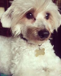 Close-up portrait of dog