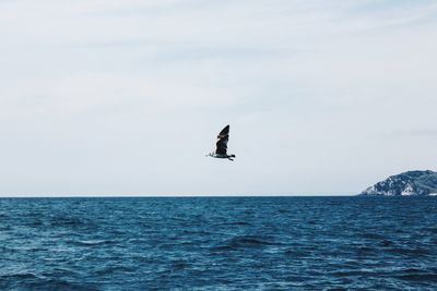 Bird flying over sea