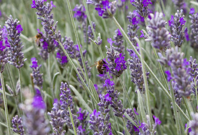 Close-up of bee pollinating on purple flowering plants