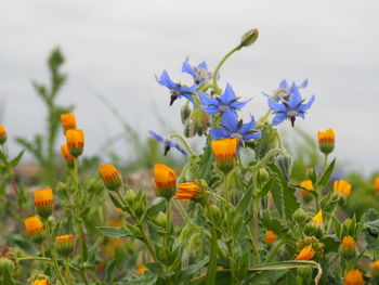 Close-up of yellow flowering plants on field