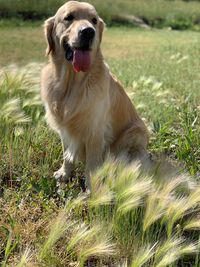 Dog looking away on field