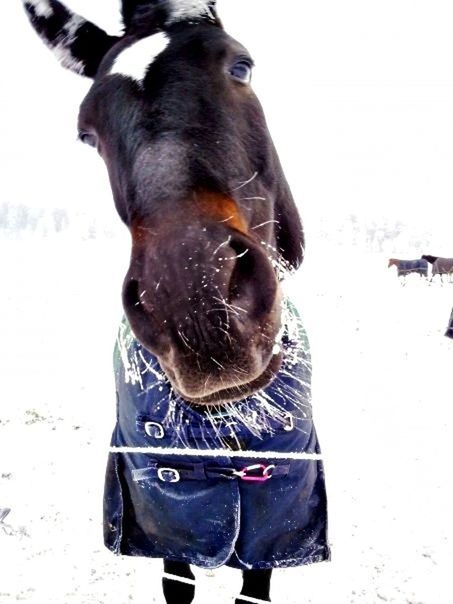 animal themes, domestic animals, mammal, one animal, dog, portrait, winter, standing, looking at camera, cold temperature, animal head, pets, horse, snow, field, livestock, front view, close-up, black color, day