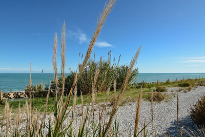 Plants growing at beach against blue sky