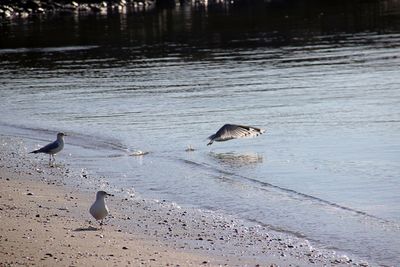 Seagulls flying over beach