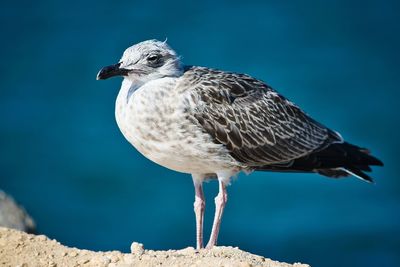 Close-up of seagull perching