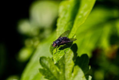 Close-up of fly on leaf
