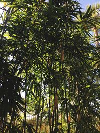 Low angle view of palm trees against sky