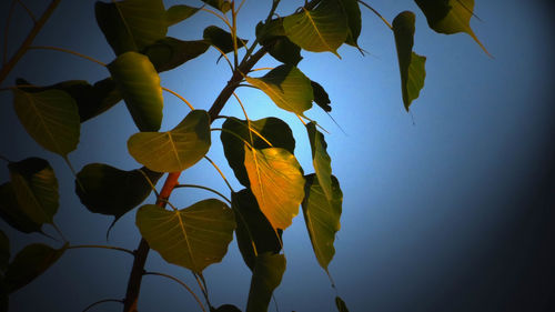 Low angle view of leaves against sky