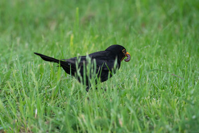 Bird flying over a field