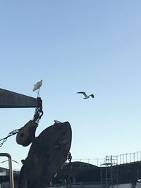 Low angle view of seagull flying