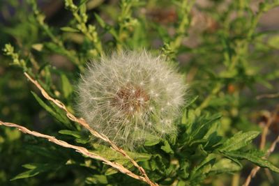 Close-up of dandelion