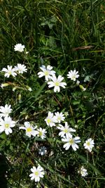 High angle view of white flowers blooming on field