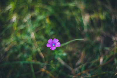 Close-up of pink flowering plant