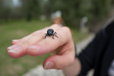 Close-up of a ladybug on hand