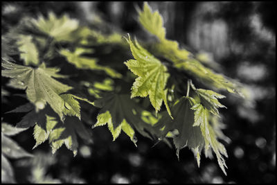 Close-up of leaves