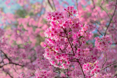 Close-up of pink flowers blooming on tree