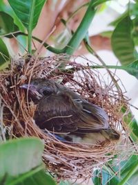 Close-up of birds in nest