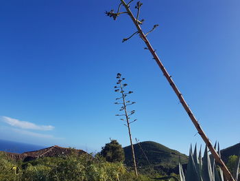 Low angle view of plants against sky