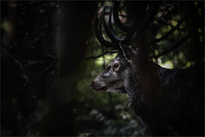 Close-up of stag in forest