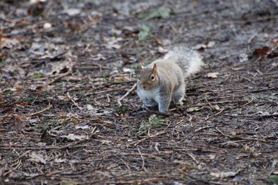 High angle view of sheep on field