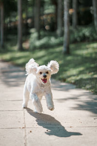 Portrait of dog running on street