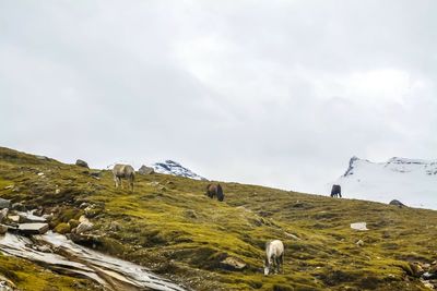 Horses grazing on field against sky