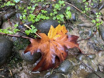 High angle view of maple leaf on street