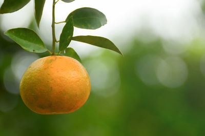 Close-up of oranges growing on tree