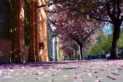 View of flowering trees in park