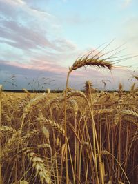 Close-up of wheat field against sky