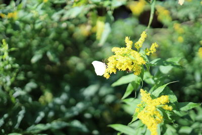 Close-up of yellow flowering plant